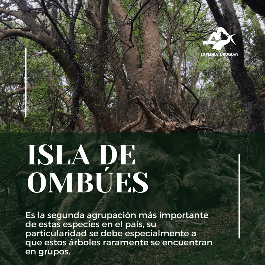 Isla de ombúes –&nbsp;Uruguay