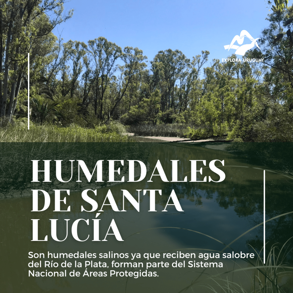Humedales del río Santa Lucía –&nbsp;Uruguay